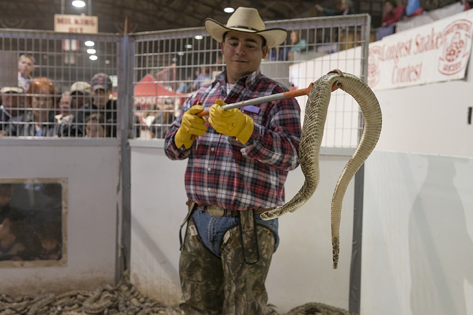 Cowboy s Tips - Texas Rattlesnakes