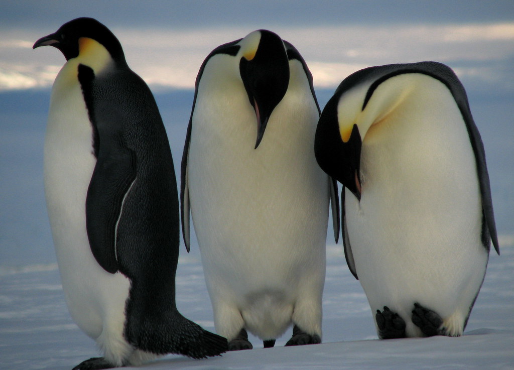 The Emperor Penguins