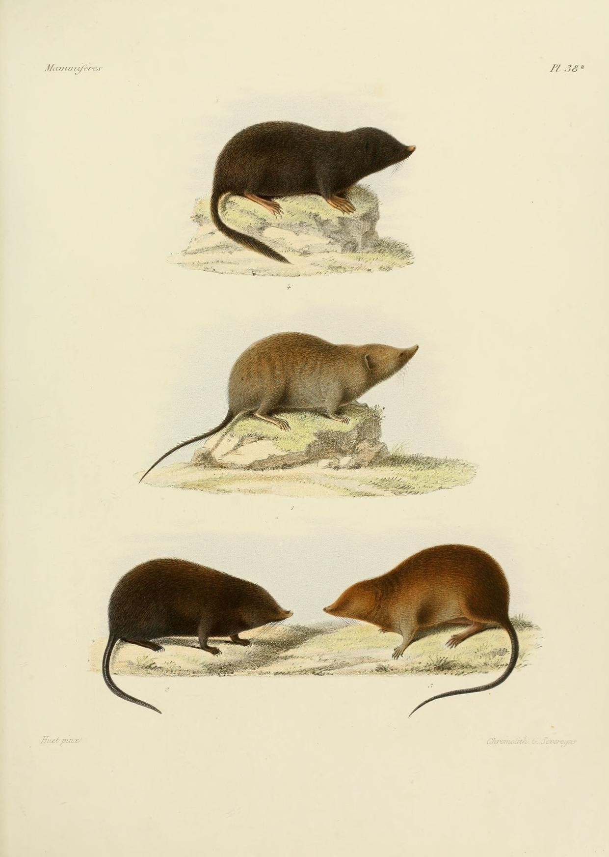 Moles and Rats 
