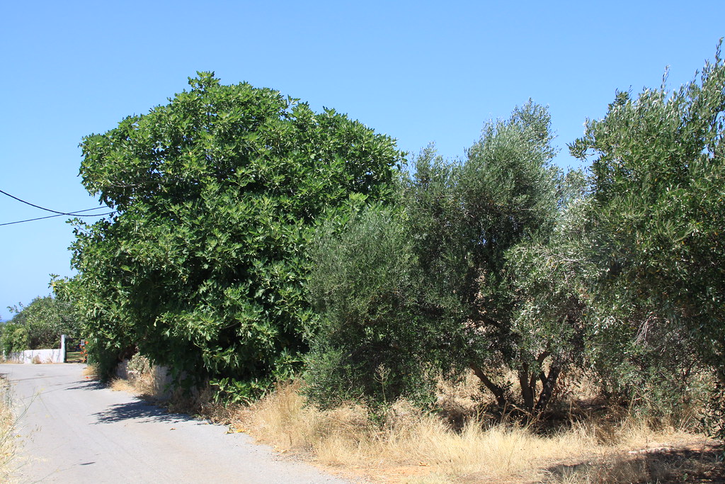The Olive Tree and The Fig Tree