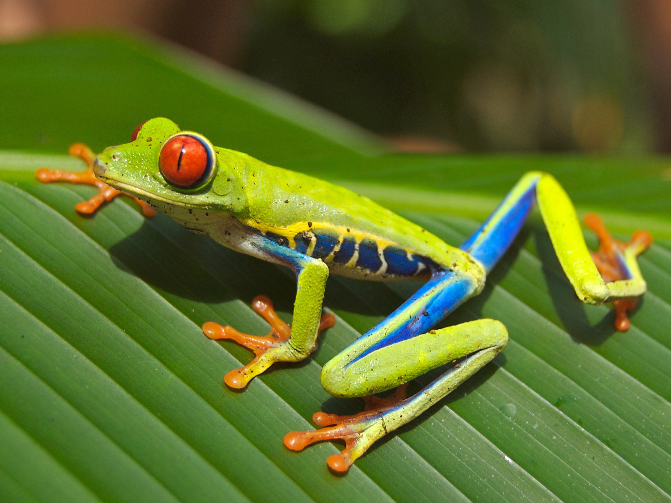 The Red-Eyed Tree Frog , Adapted