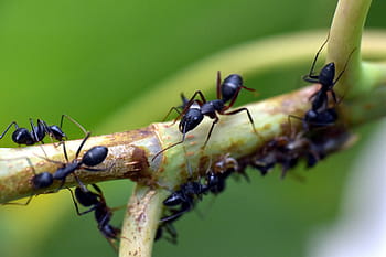The Intelligence of Ants