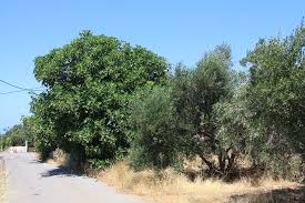The Olive Tree and The Fig Tree, Adapted from Aesop's Fables