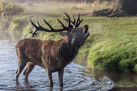 The Stag at the Pool