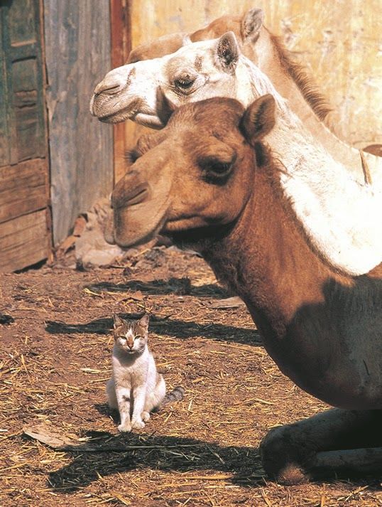 How the Camel got His Hump and PLATO: THE STORY OF A CAT