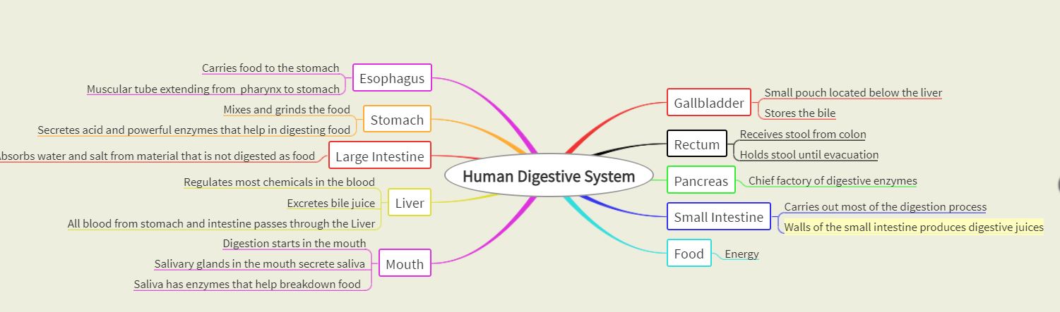 The Digestive System - a visual representation